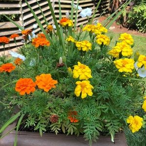 Meet your Posher, Lorri